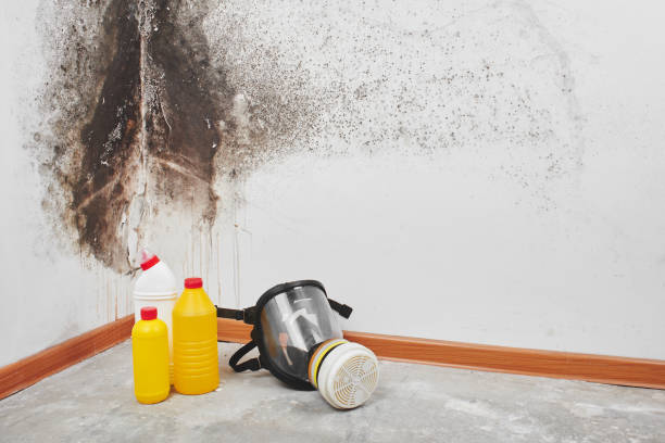 Best Fast Mold Removal  in Fort Mckinley, OH