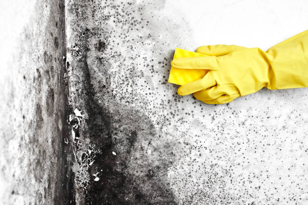 Best Certified Mold Removal  in Fort Mckinley, OH