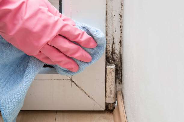 Best Mold Removal Company Near Me  in Fort Mckinley, OH