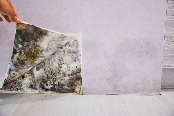 Trusted Fort Mckinley, OH Mold Removal Experts